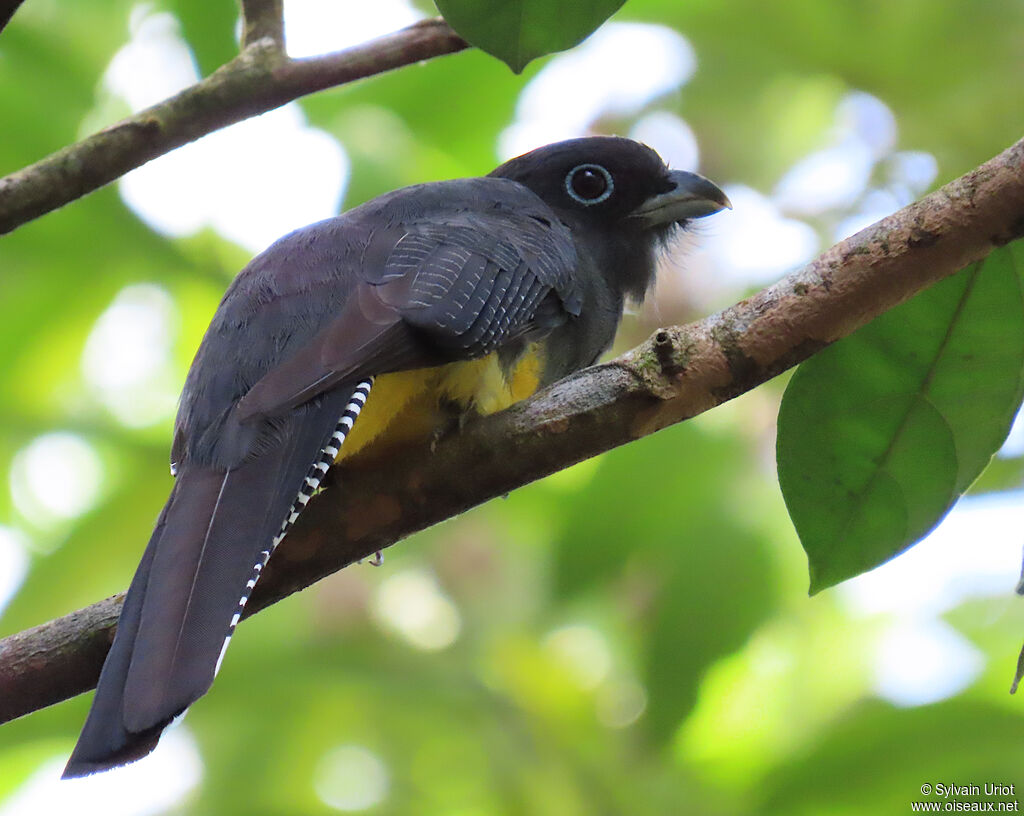 Green-backed Trogon female adult