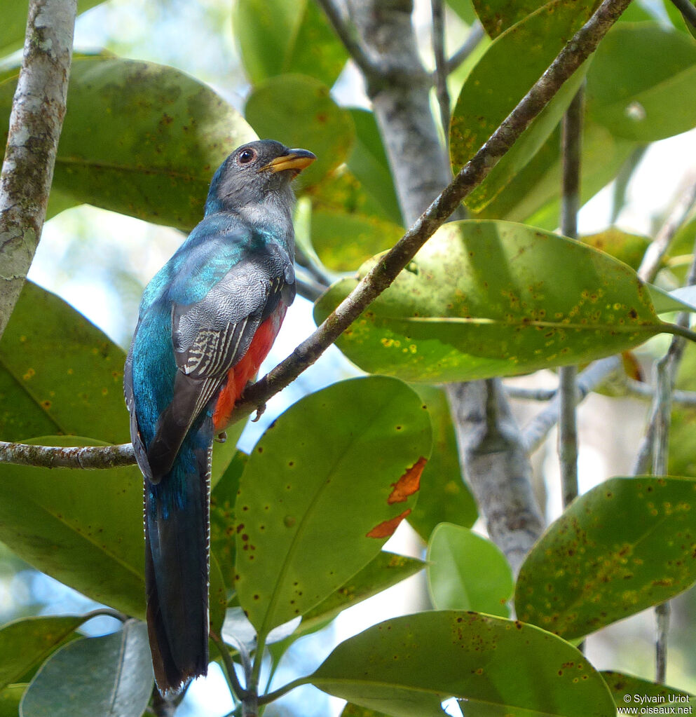 Black-tailed Trogon female immature