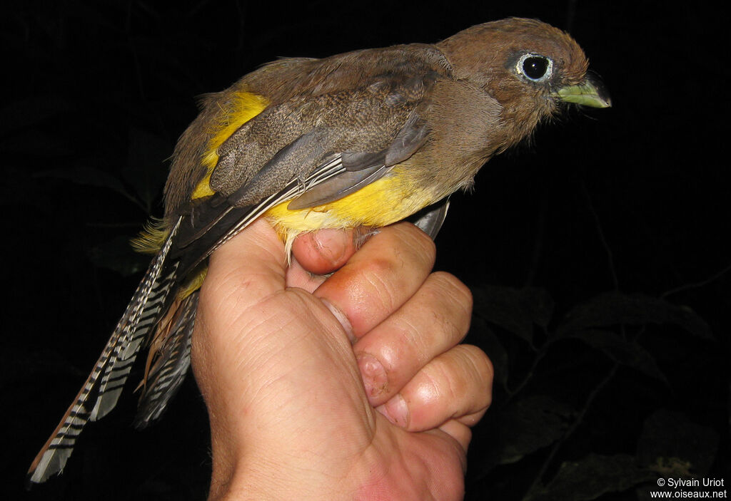 Amazonian Black-throated Trogon