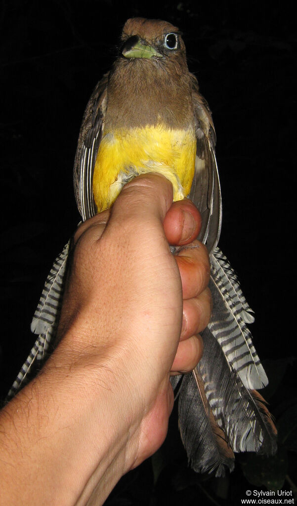 Amazonian Black-throated Trogon