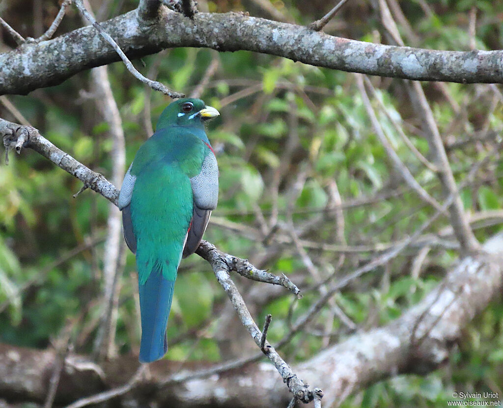 Trogon narina mâle adulte