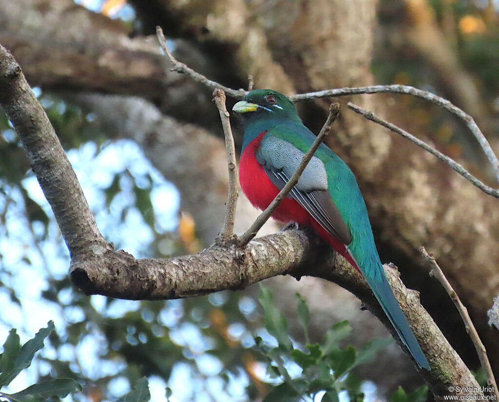 Trogon narina mâle adulte