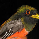 Trogon rosalba