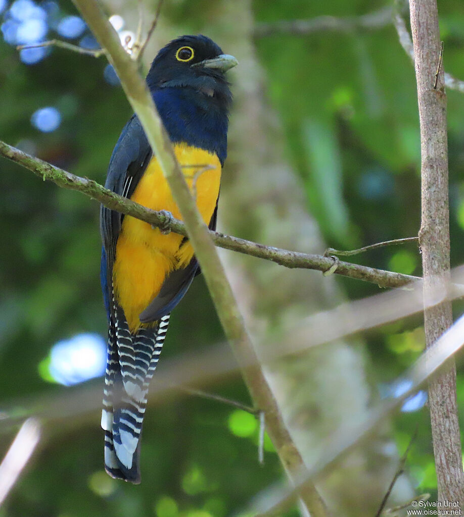Trogon violacé mâle adulte