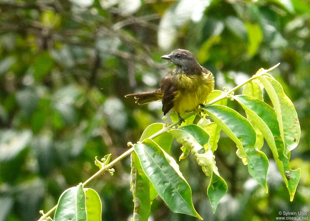 Dusky-chested Flycatcher