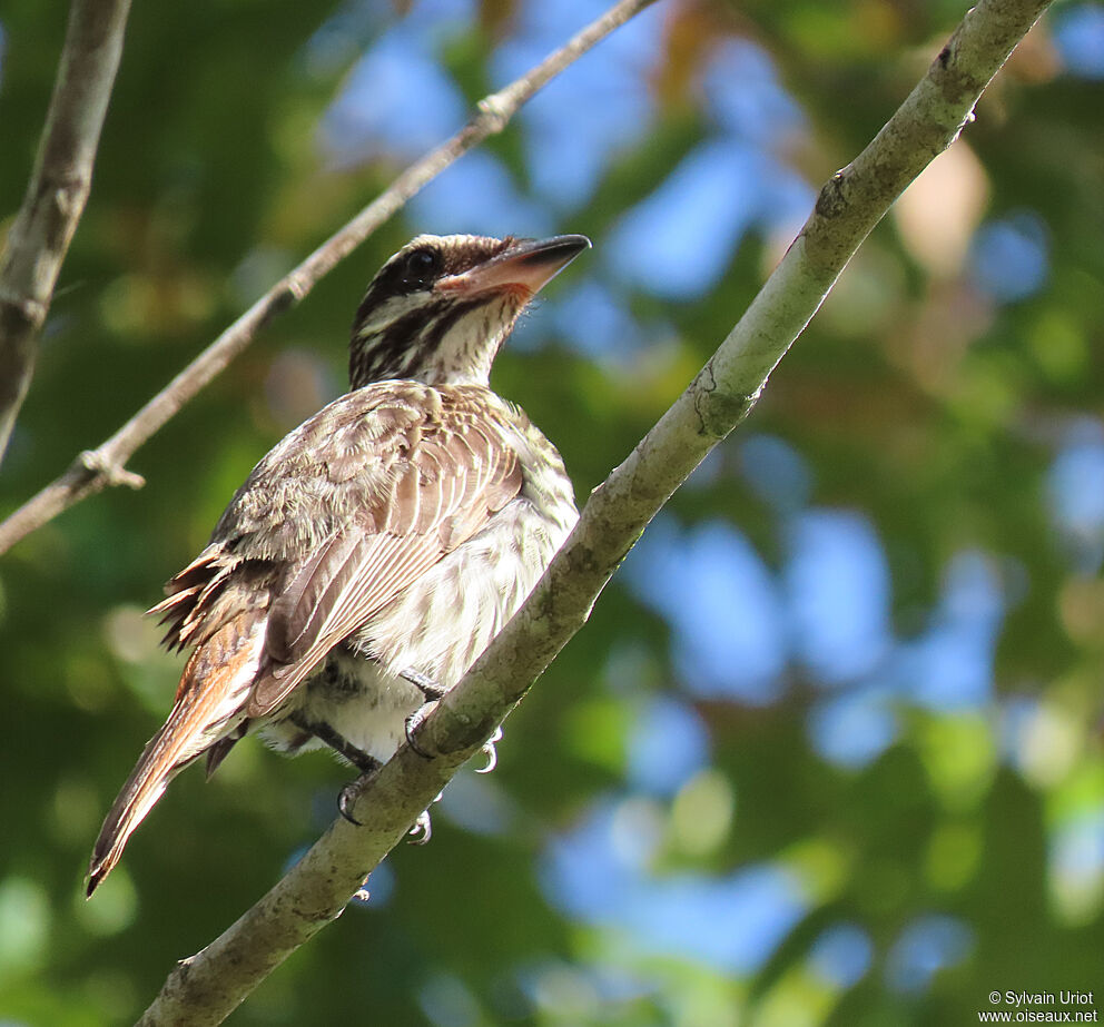Streaked Flycatcher