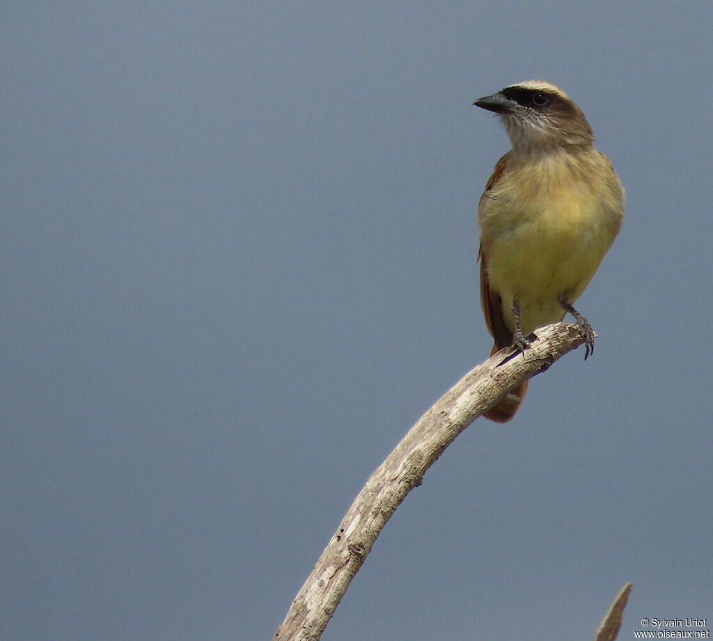 Baird's Flycatcheradult