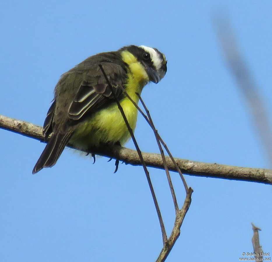 Yellow-throated Flycatcheradult