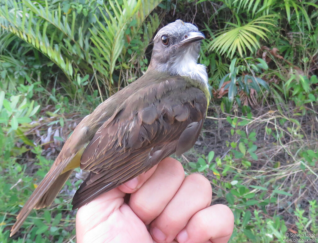 Tyran des palmiersadulte