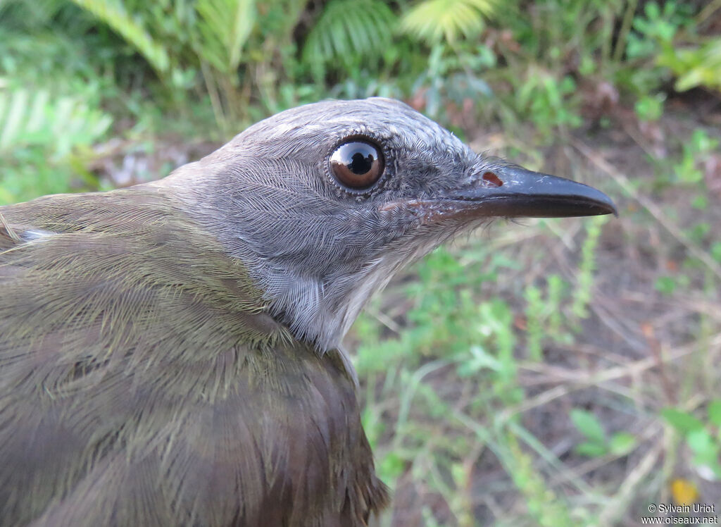 Tyran des palmiersadulte