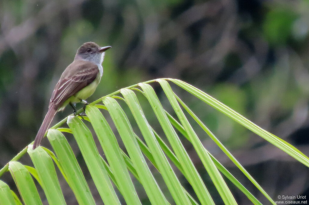 Short-crested Flycatcheradult