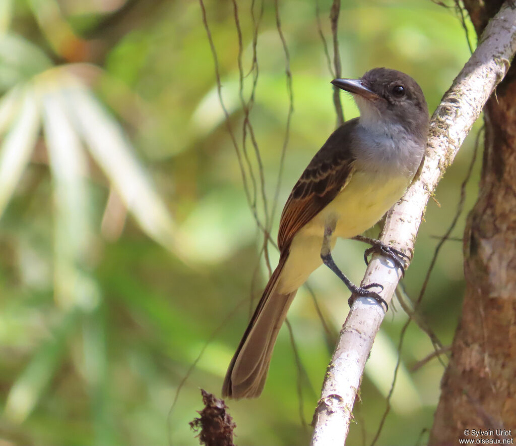 Short-crested Flycatcherimmature