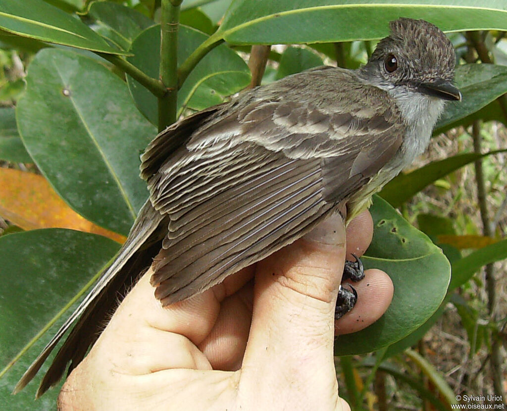 Short-crested Flycatcheradult