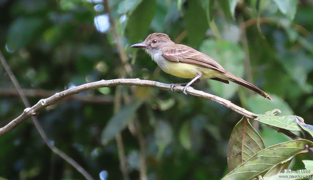 Short-crested Flycatcheradult