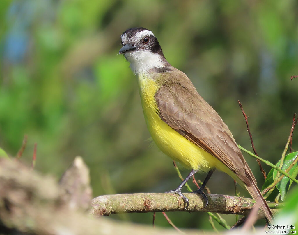 Lesser Kiskadeeadult