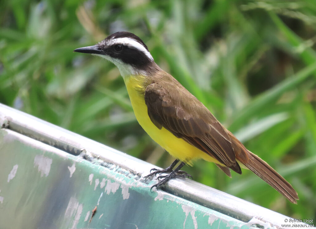 Lesser Kiskadeeadult