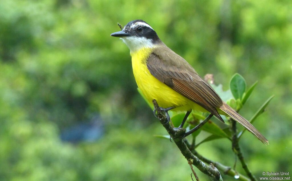 Lesser Kiskadeeadult