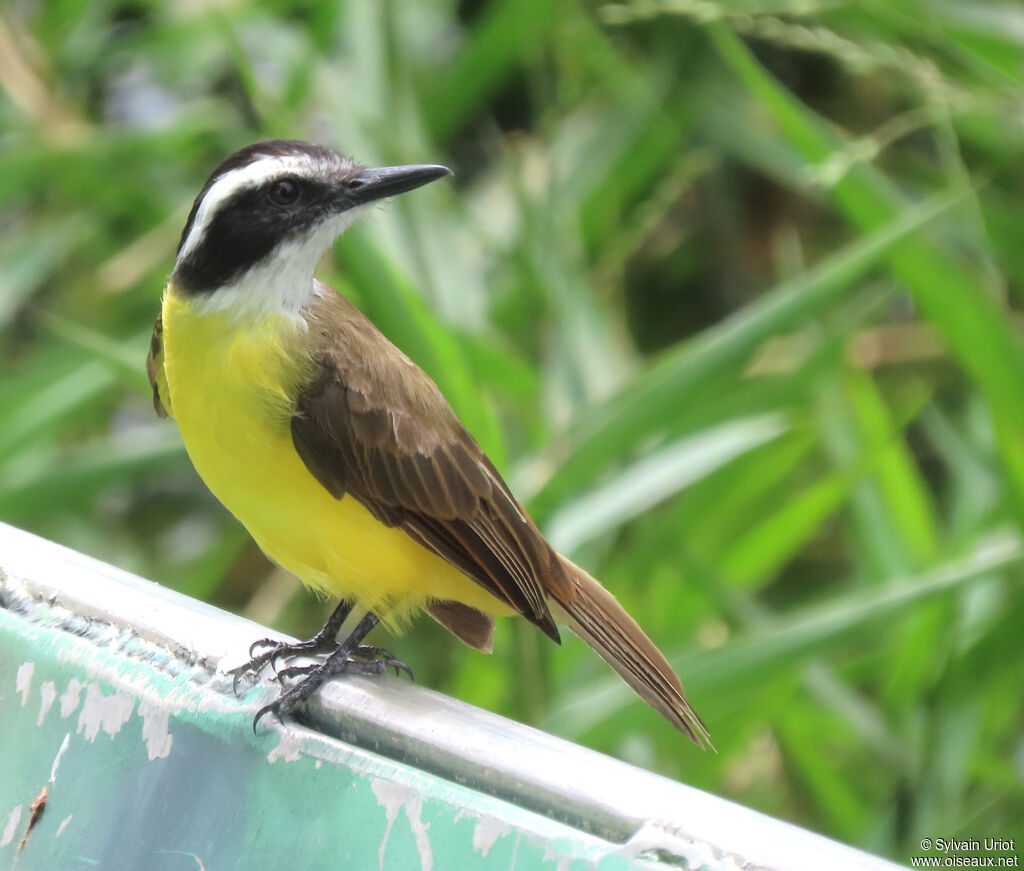 Lesser Kiskadeeadult