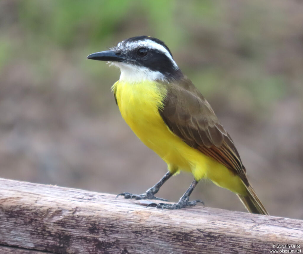 Lesser Kiskadeeadult