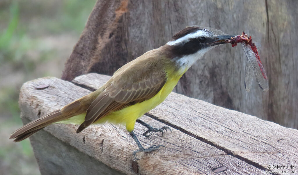 Lesser Kiskadeeadult