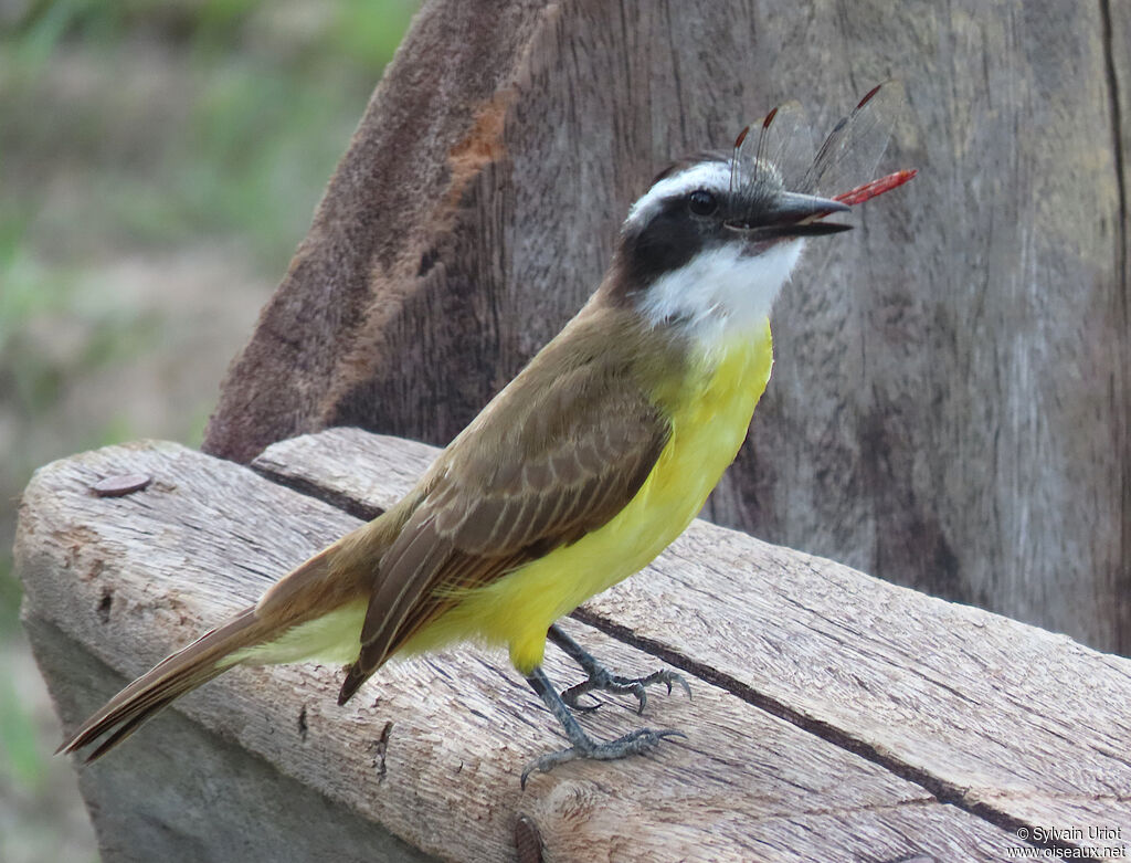 Lesser Kiskadeeadult