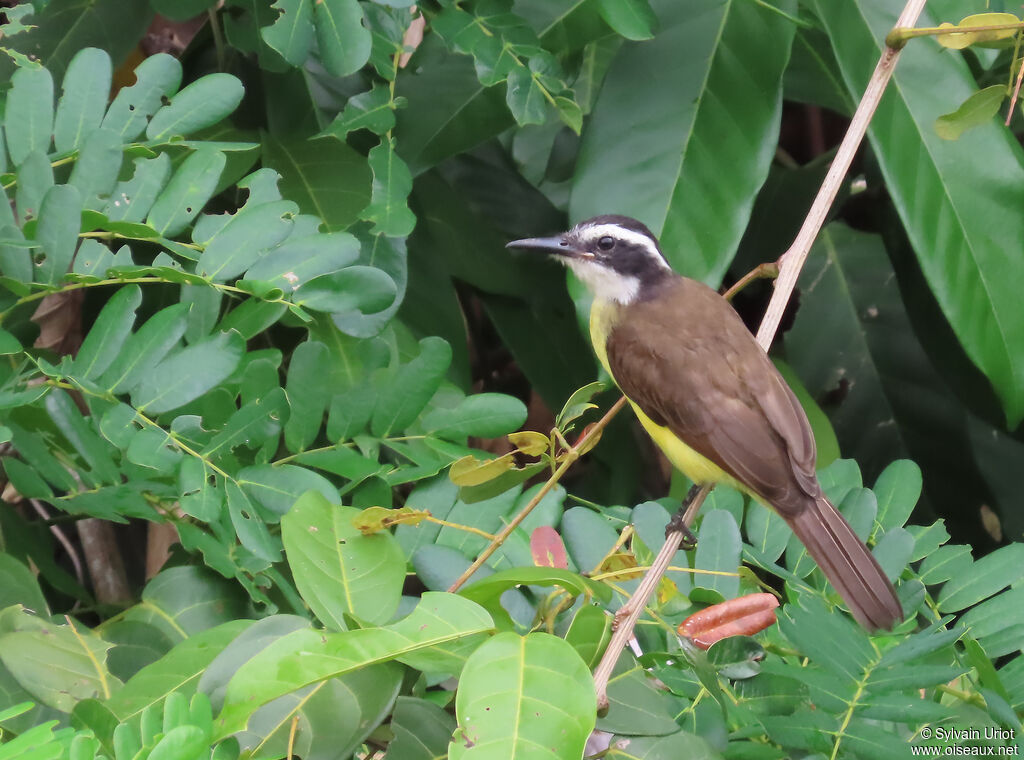 Lesser Kiskadeeimmature