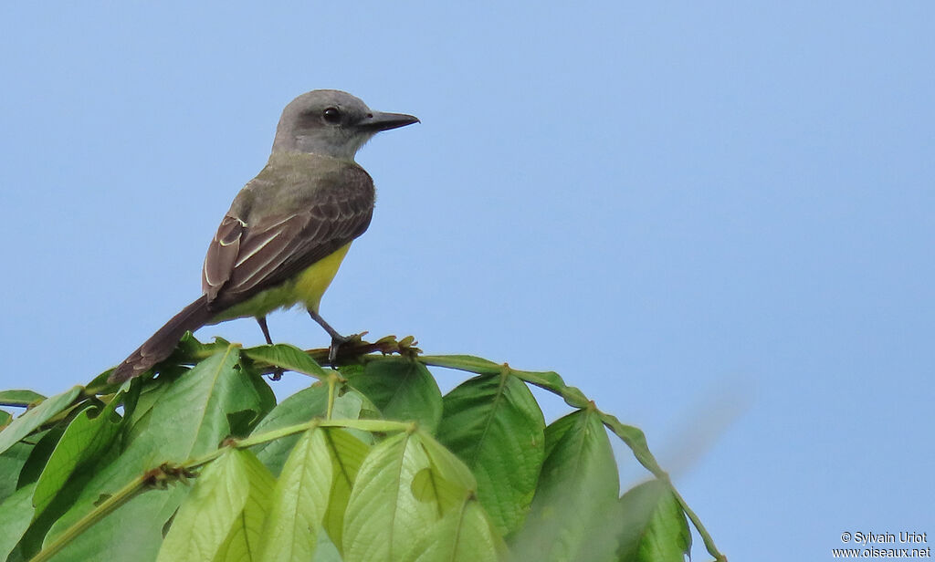 Tropical Kingbirdadult