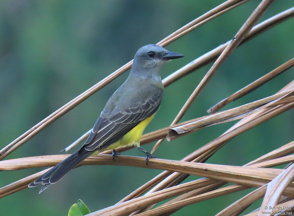 Tyran mélancoliqueadulte