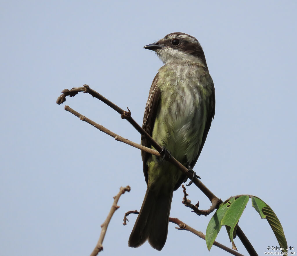 Piratic Flycatcheradult