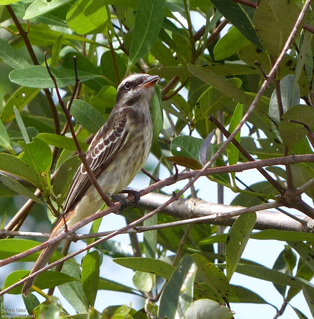Variegated Flycatcher, habitat, pigmentation