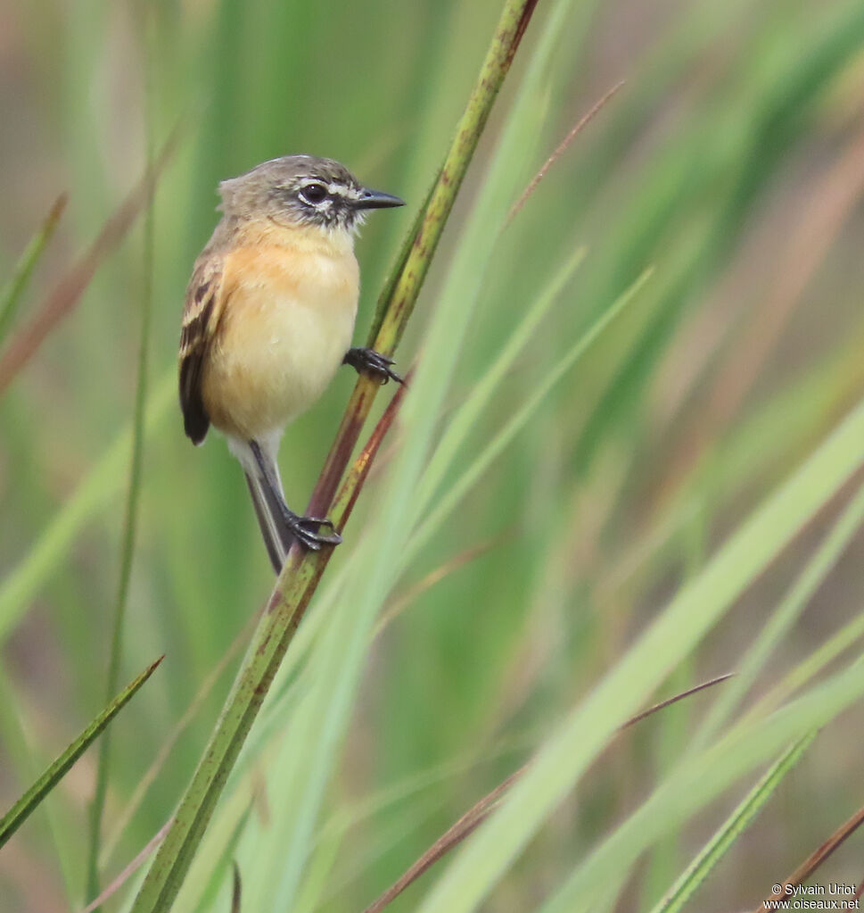 Bearded Tachuri male adult