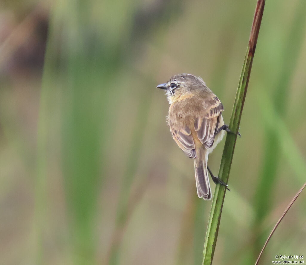 Bearded Tachuri male adult