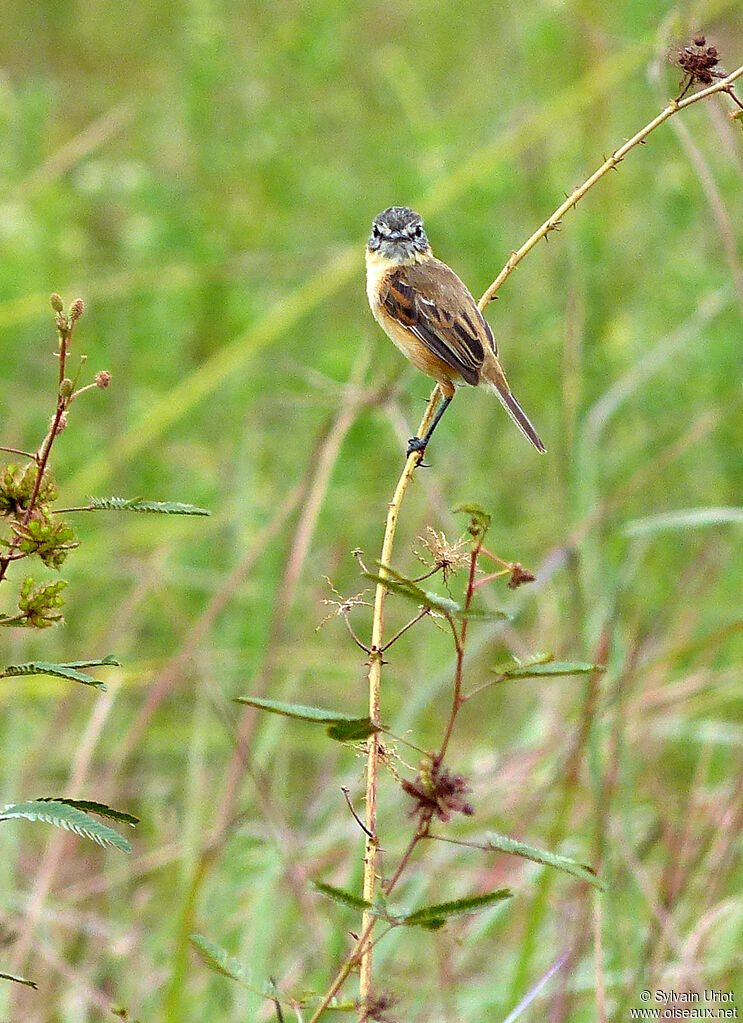 Bearded Tachuri male adult