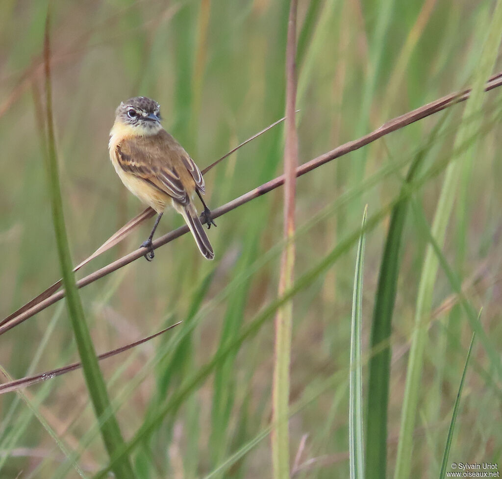 Bearded Tachuri male adult