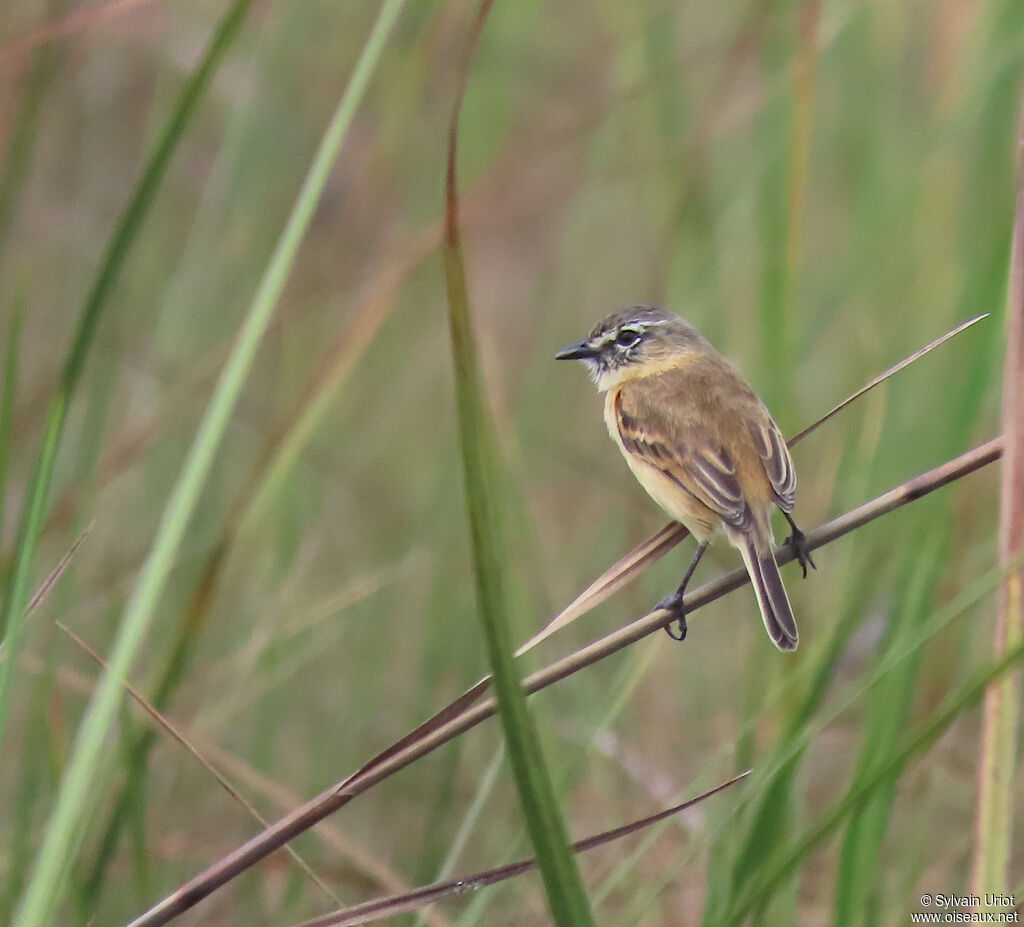 Bearded Tachuri male adult