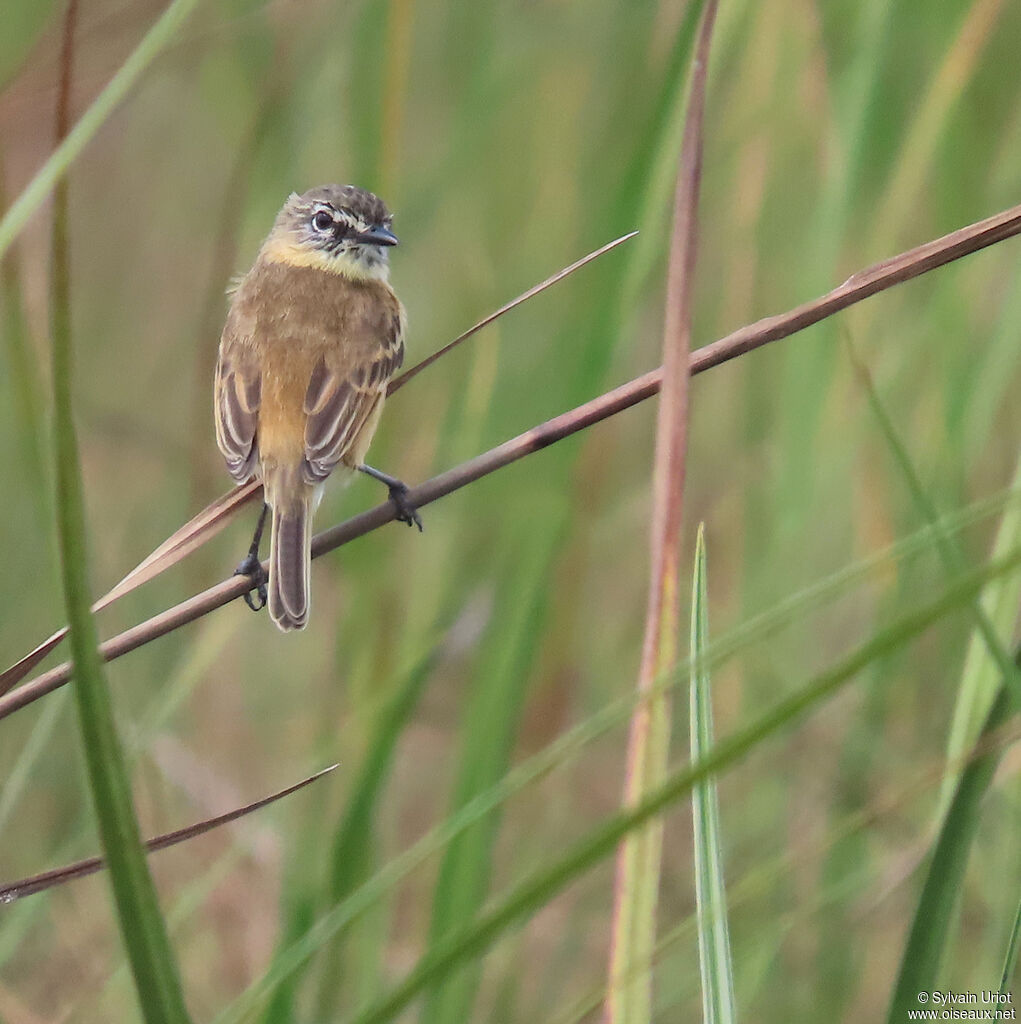 Bearded Tachuri male adult
