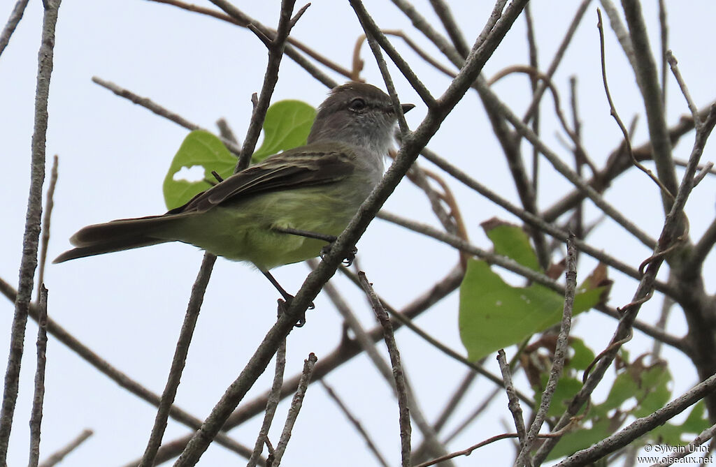 Tyranneau des palétuviersadulte