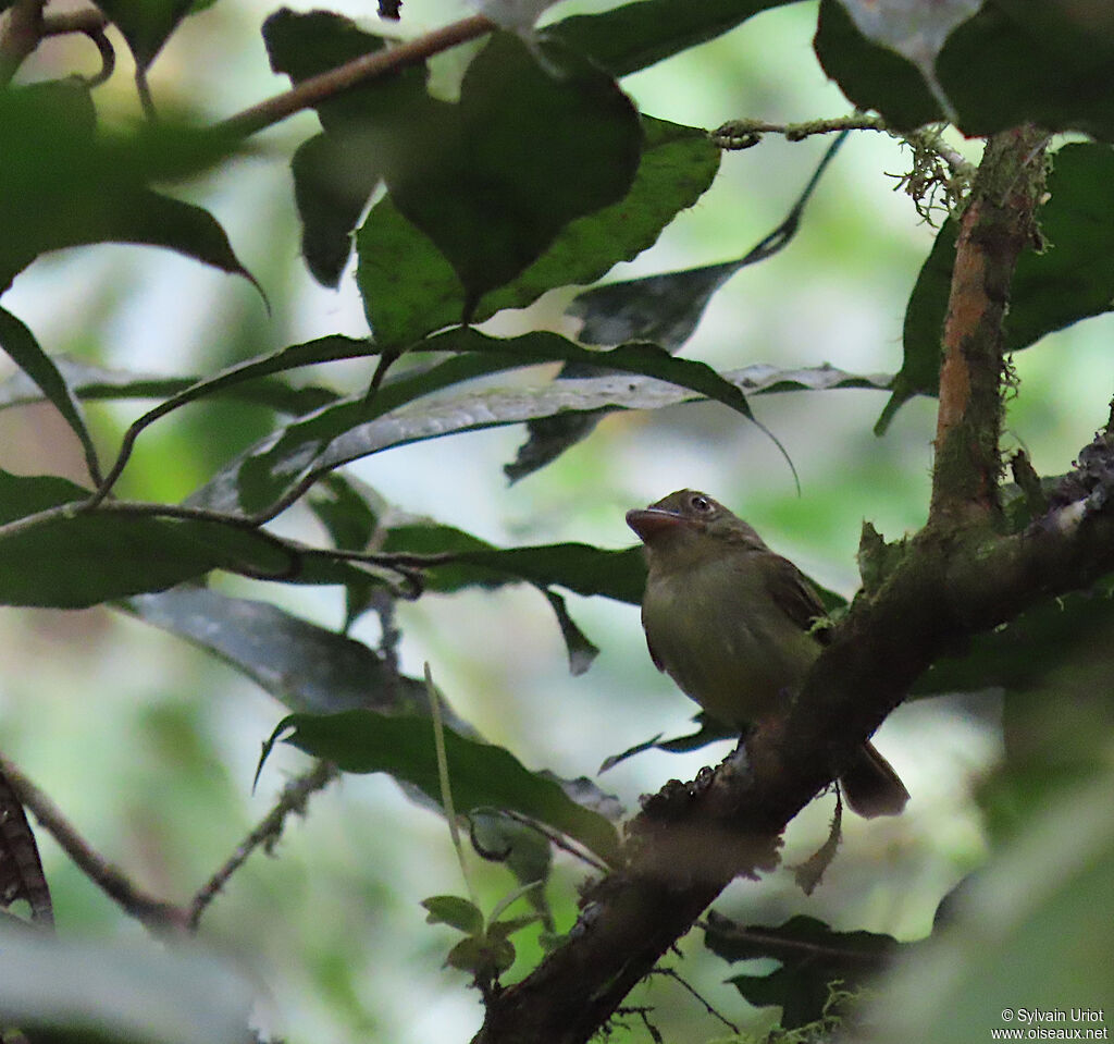 Western Olivaceous Flatbilladult