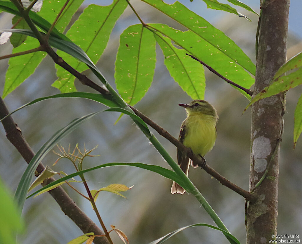 Yellow Tyrannulet