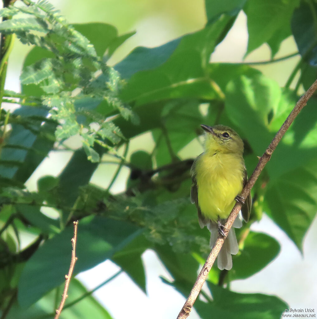 Tyranneau flavéoleadulte