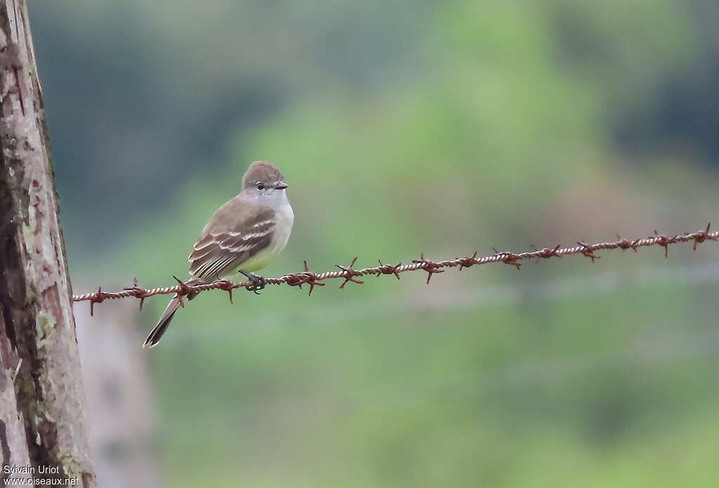 Amazonian Scrub Flycatcheradult, identification