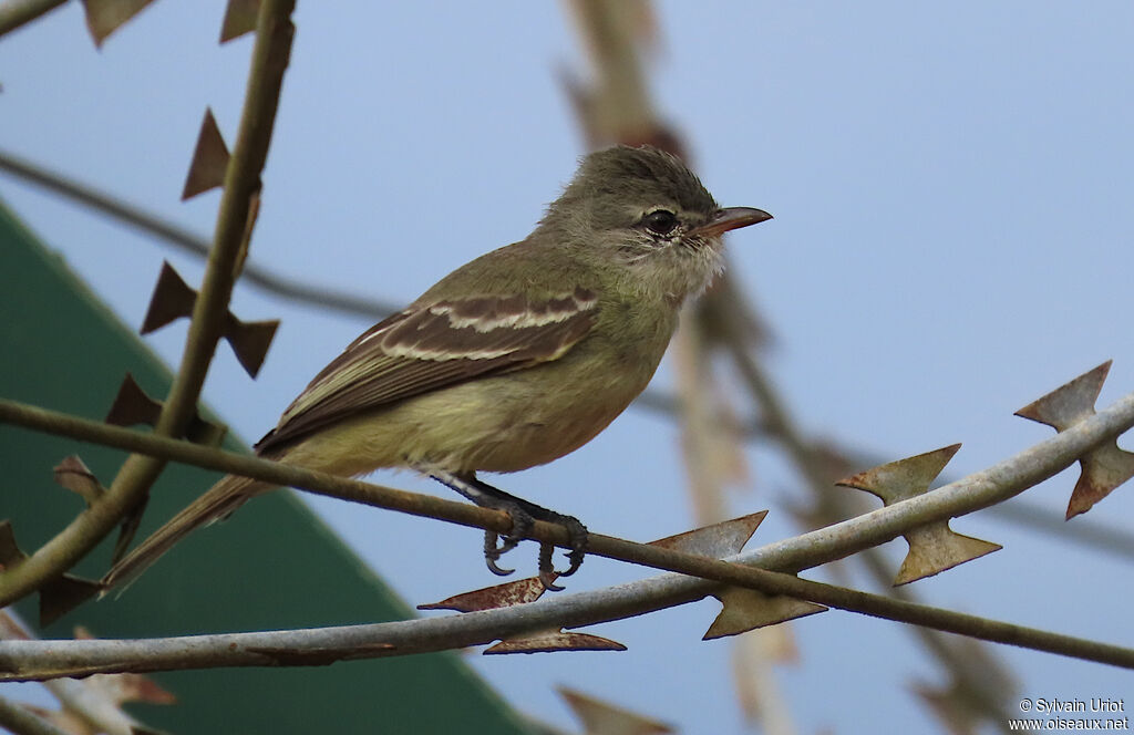 Southern Beardless Tyrannuletadult