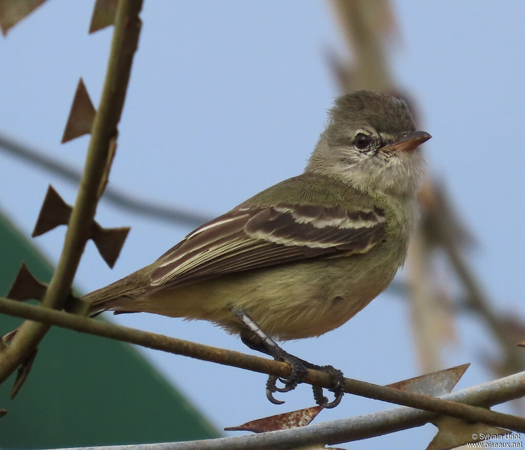 Southern Beardless Tyrannuletadult