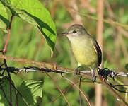 Tyranneau passegris