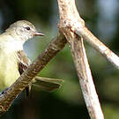 Tyranneau passegris