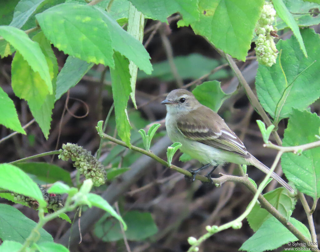 Tyranneau sourisadulte