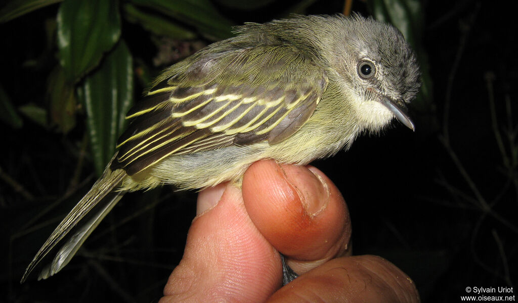 Guianan Tyrannulet