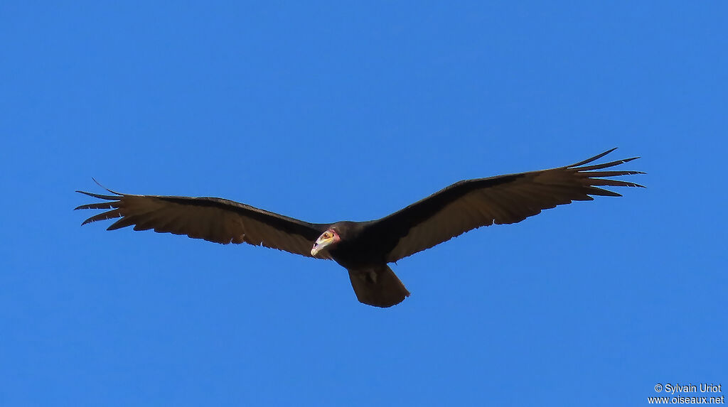 Lesser Yellow-headed Vultureadult