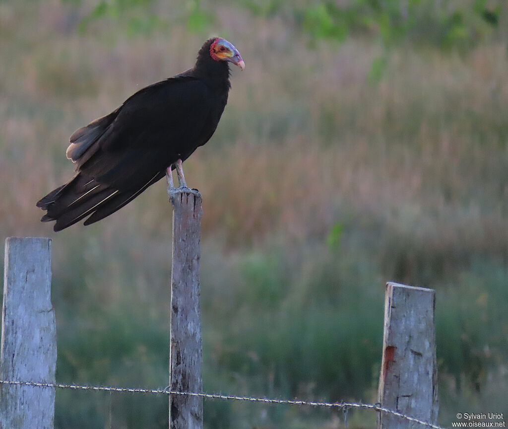 Urubu à tête jauneadulte
