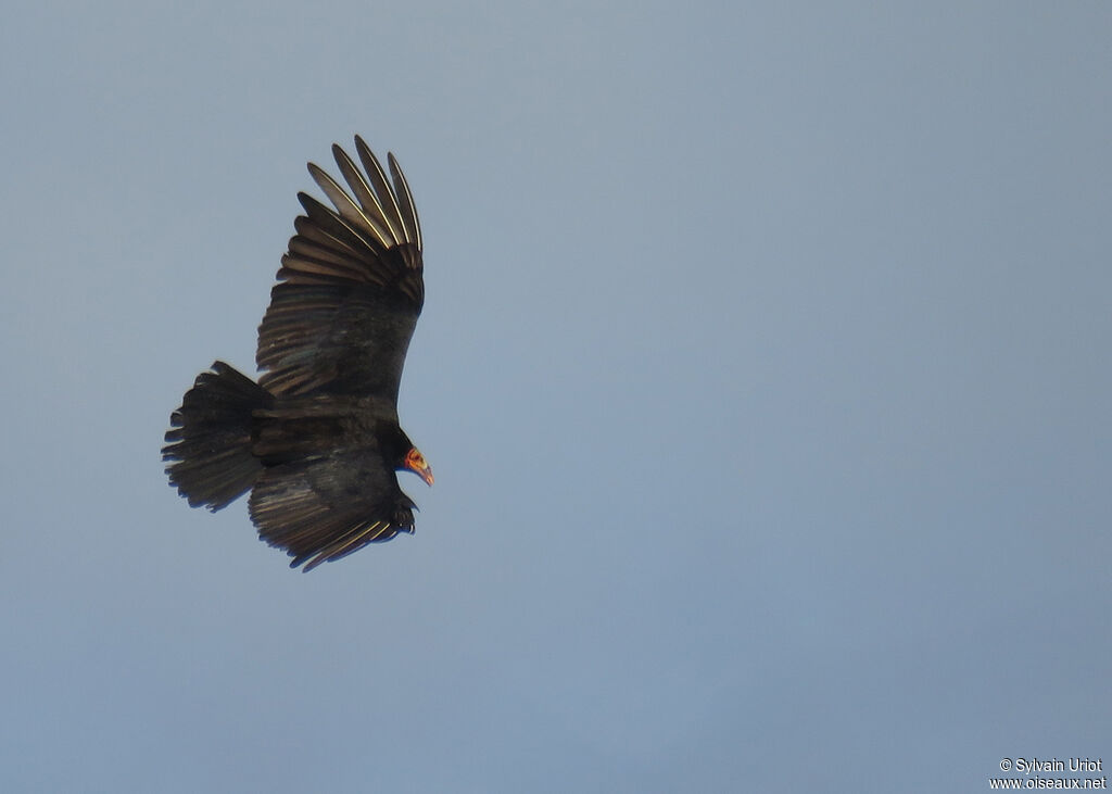 Lesser Yellow-headed Vultureadult